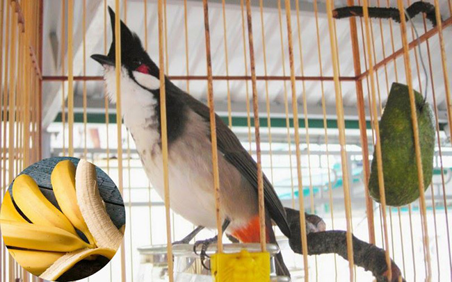 Kỹ thuật nuôi chim khi vào mùa sinh sản của chào mào