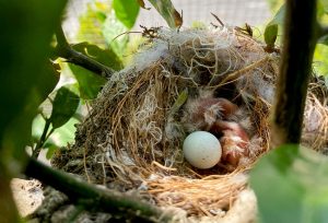 Việc Ấp Trứng Của Chim Có Tác Dụng Gì, Tập Tính Sinh Sản Của Chim
