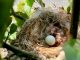 Việc Ấp Trứng Của Chim Có Tác Dụng Gì, Tập Tính Sinh Sản Của Chim