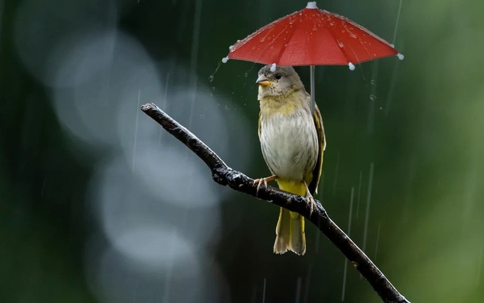 Kỹ thuật chăm sóc giúp chim bách thanh phát triển toàn diện