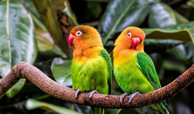 Vẹt uyên ương: Những chú chim tình cảm và rực rỡ