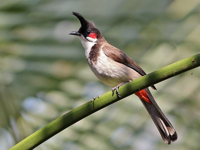 Bí quyết tăng tuổi thọ của chim chào mào