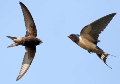 Chim Yến thuộc loài gì?