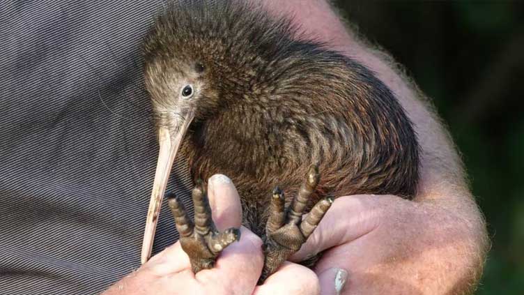 Chim Kiwi có sức đề kháng không cao