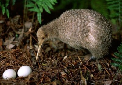 Chim Kiwi - Loại chim không biết bay
