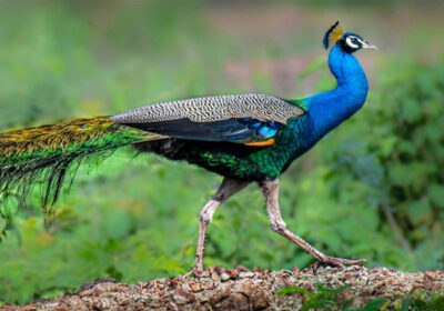 Chăm sóc chim công ngũ sắc