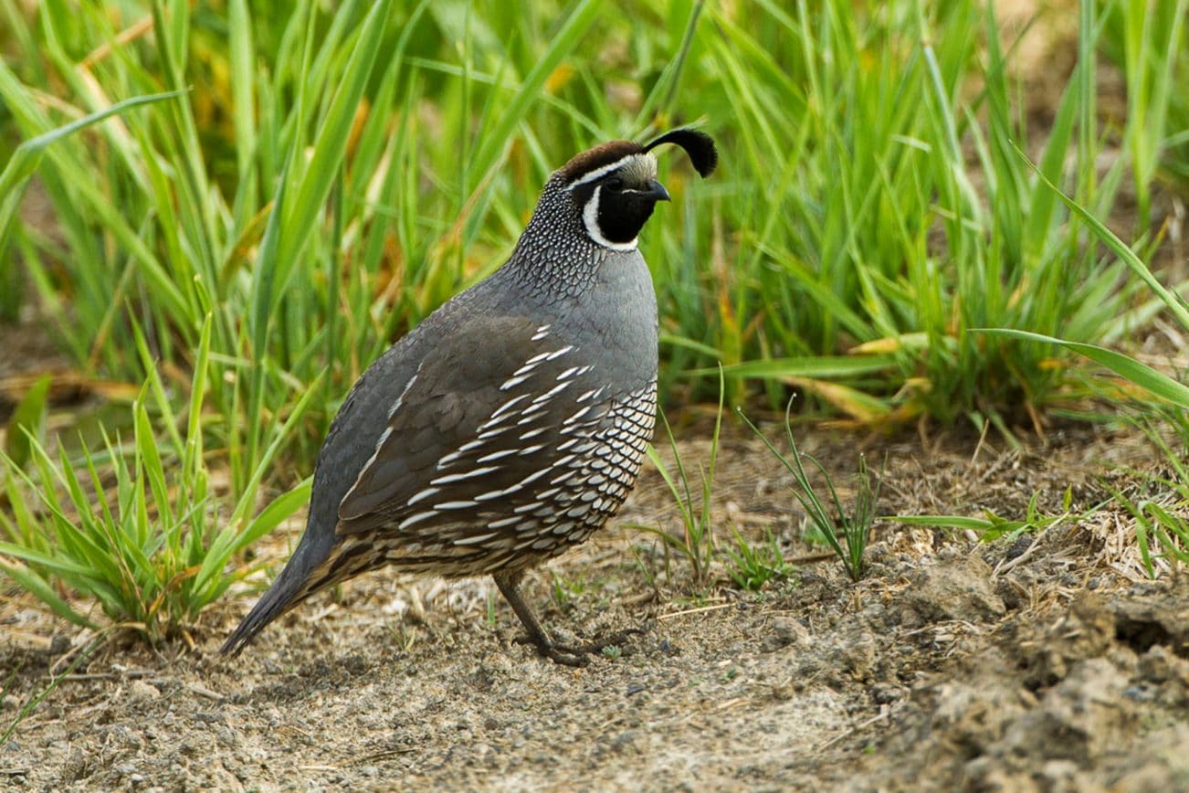 Chim cút Bobwhite