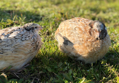 Chim cút Mãn Châu vàng