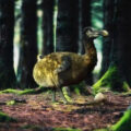 Chim Dodo