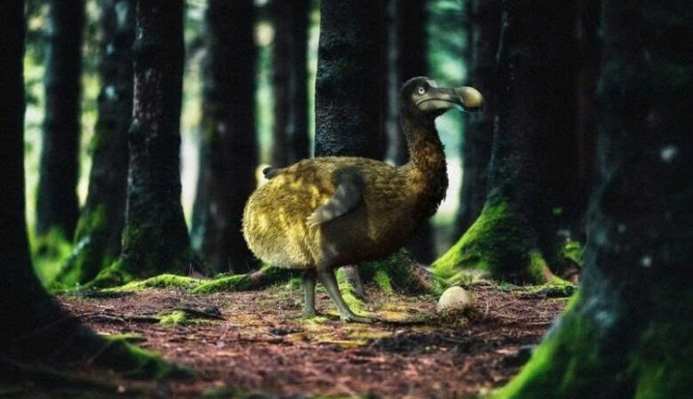 Chim Dodo