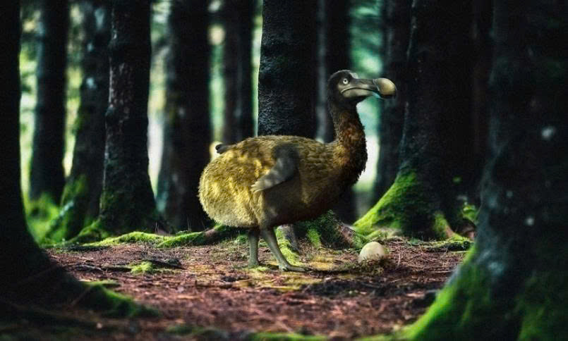 Chim Dodo