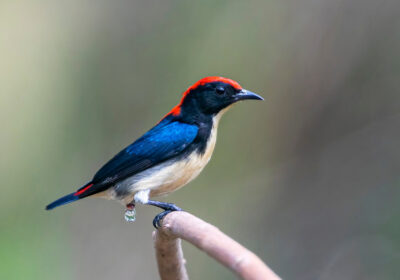 Chim sâu lưng đỏ