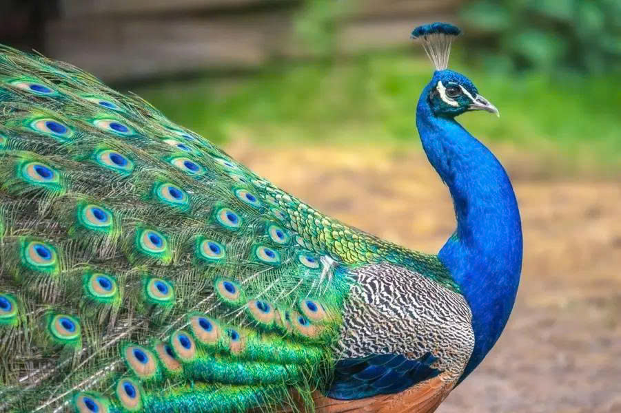 Tập tính của chim công ngũ sắc