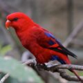 Vẻ đẹp chim vẹt Lory