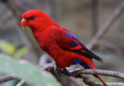 Vẻ đẹp chim vẹt Lory