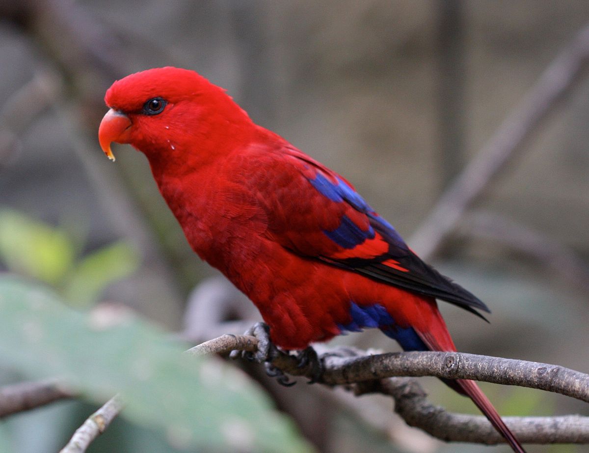 Vẻ đẹp chim vẹt Lory