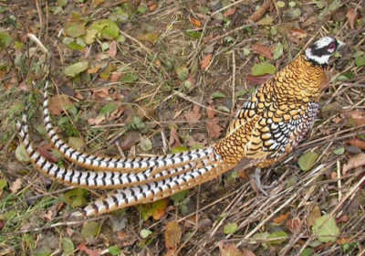 Vẻ đẹp của loài chim trĩ hoàng đế